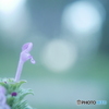 「卒業写真」