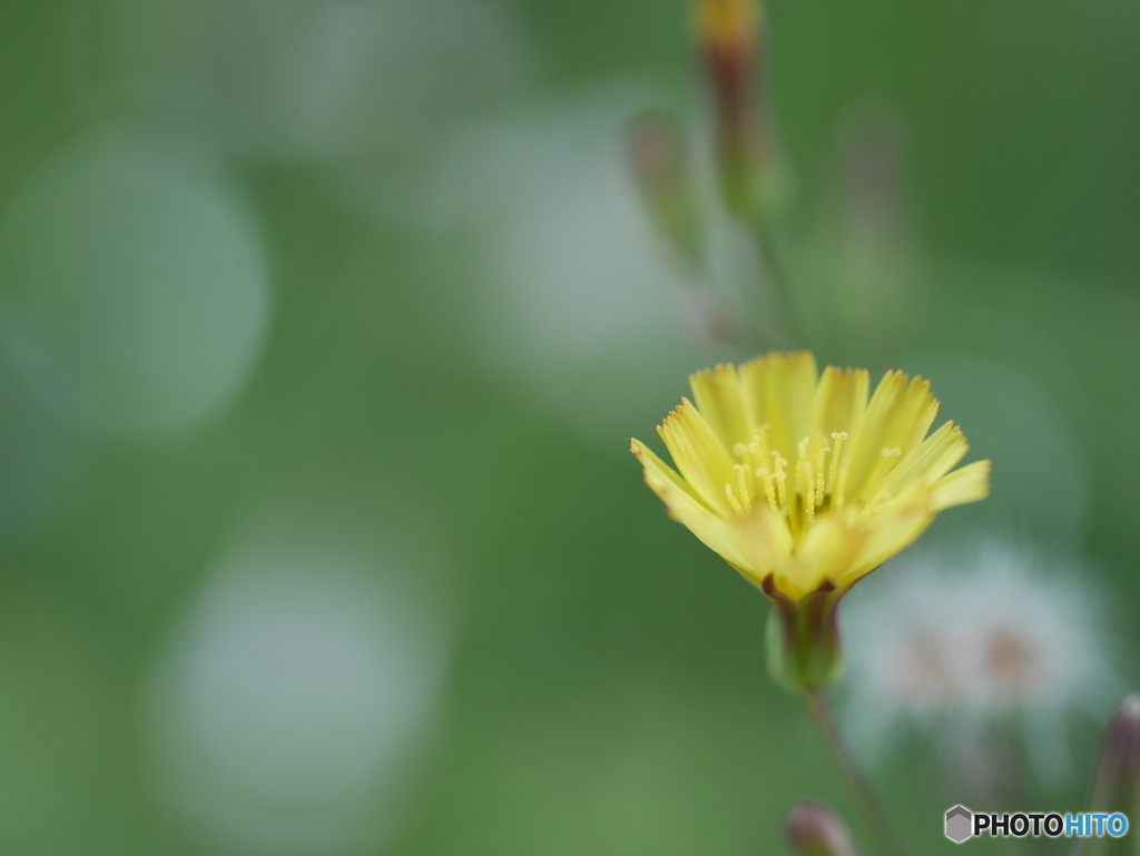 「Oriental false hawksbeard」