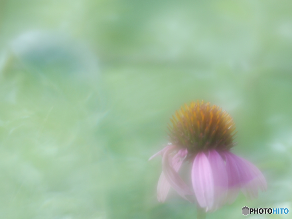 「Echinacea」