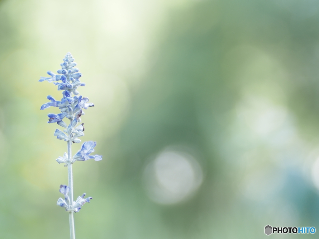 「Blue salvia」