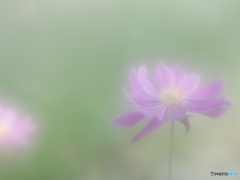 「薄れゆく愛」