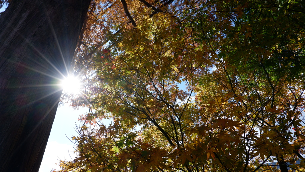 紅葉の木漏れ日