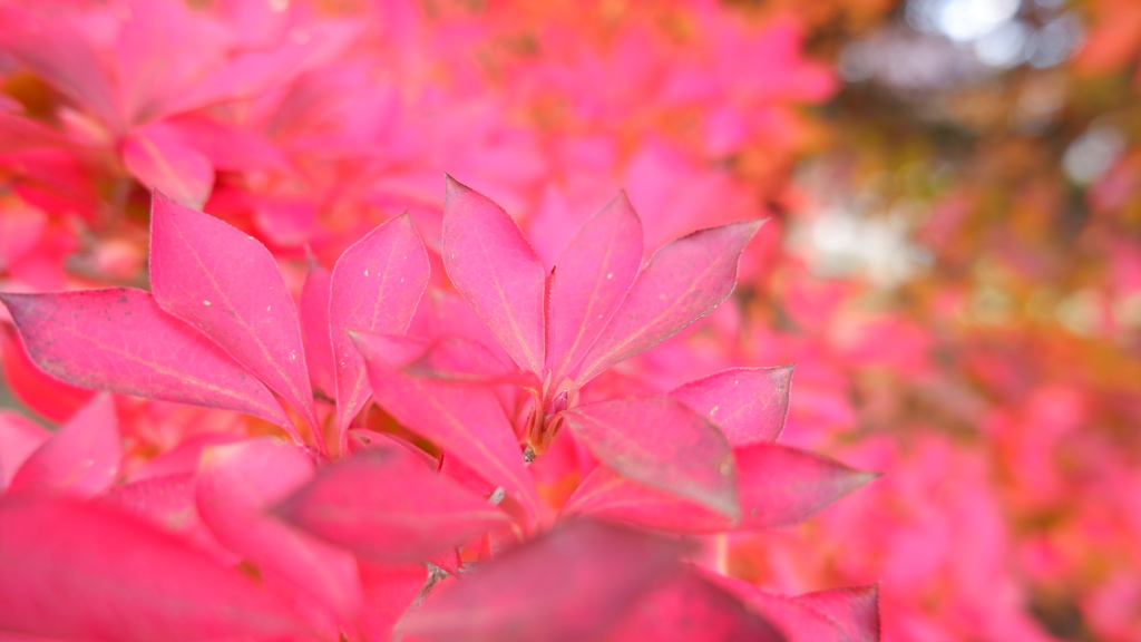 紅葉？