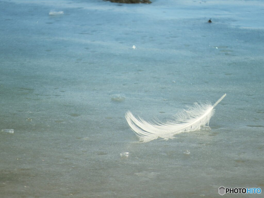 白鳥の羽根…？
