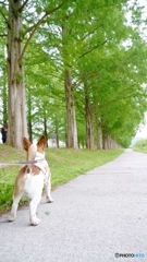 メタセコイヤ並木と犬