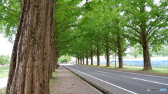 メタセコイヤ並木