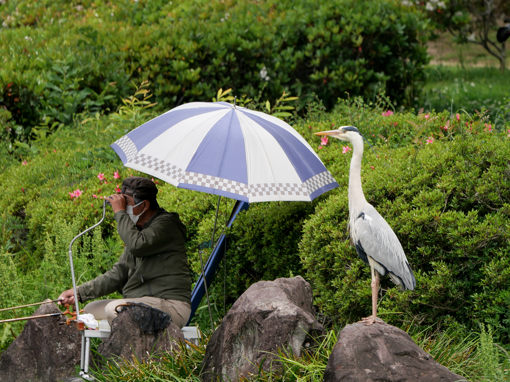 サギと釣り人。