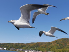 鳥たち。