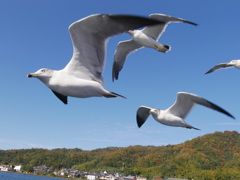 鳥たち。