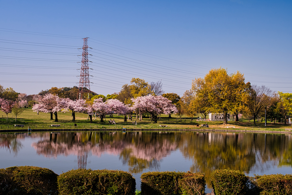 朝の公園→。