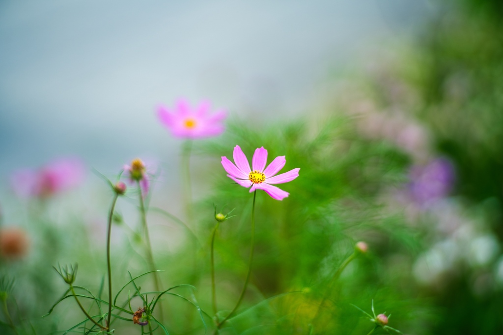 HANA 。