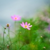 HANA 。
