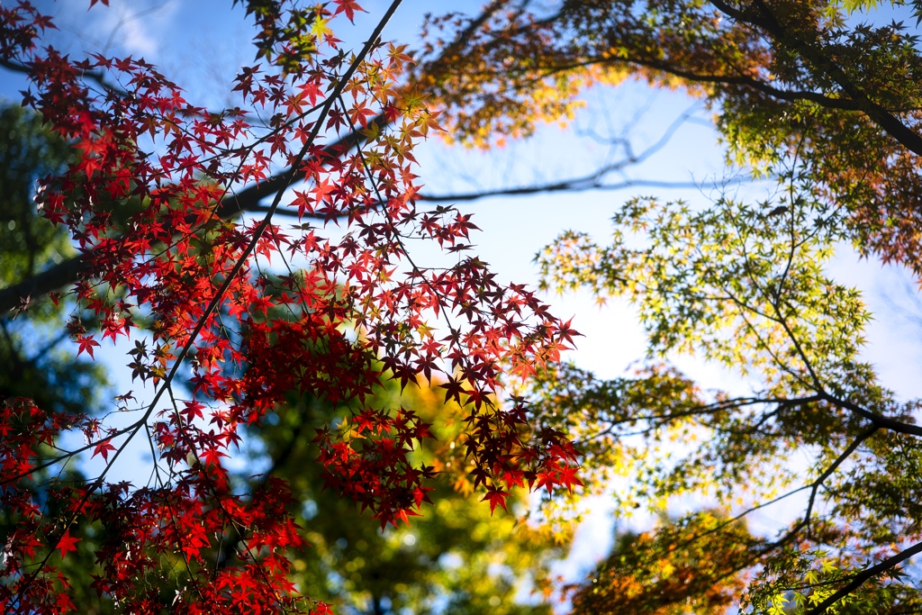 Autumn Color Scene 。