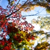 Autumn Color Scene 。