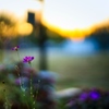 夕方 コスモス。