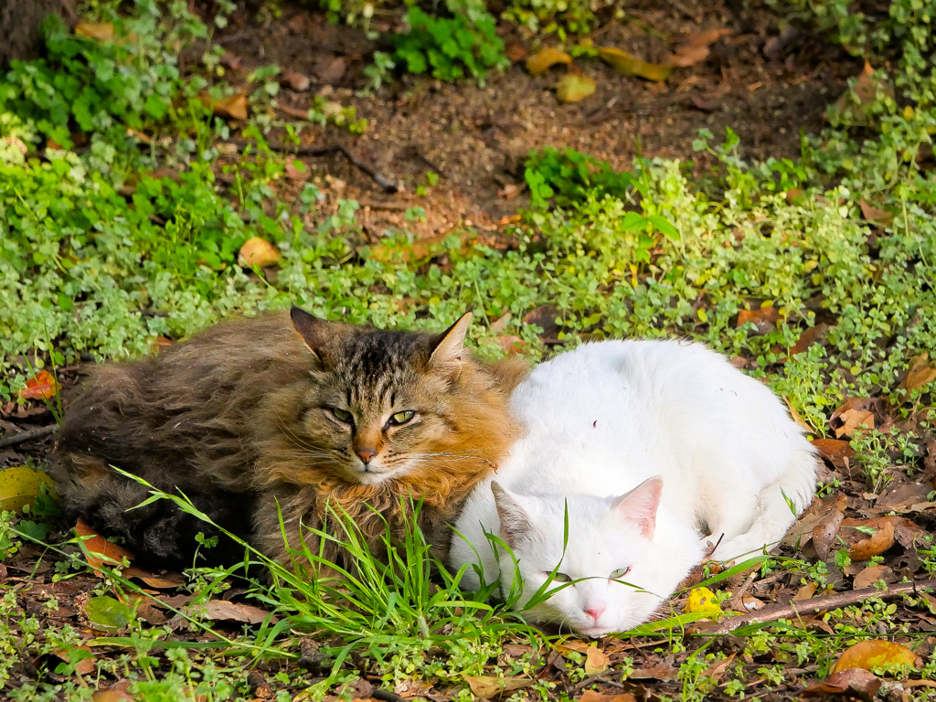 大仙公園 猫ちゃん。