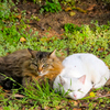 大仙公園 猫ちゃん。