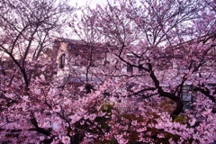 夕桜 。