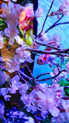 金魚と桜 。