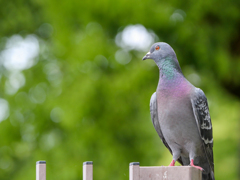 大仙公園  かっちょいい～鳩。
