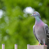 大仙公園  かっちょいい～鳩。