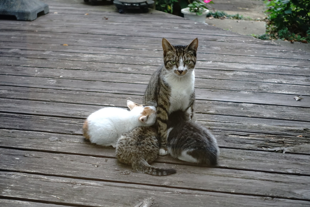 母猫