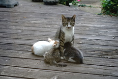 母猫