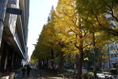 街路樹