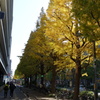 街路樹