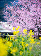 菜の花と河津桜