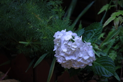 庭の紫陽花