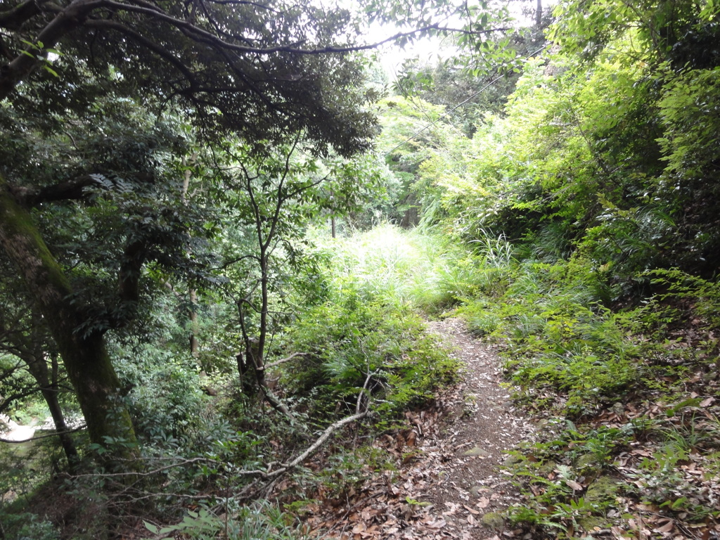 DSC00478