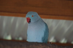 DSC02008