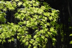 青紅葉