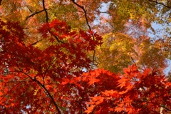 紅葉