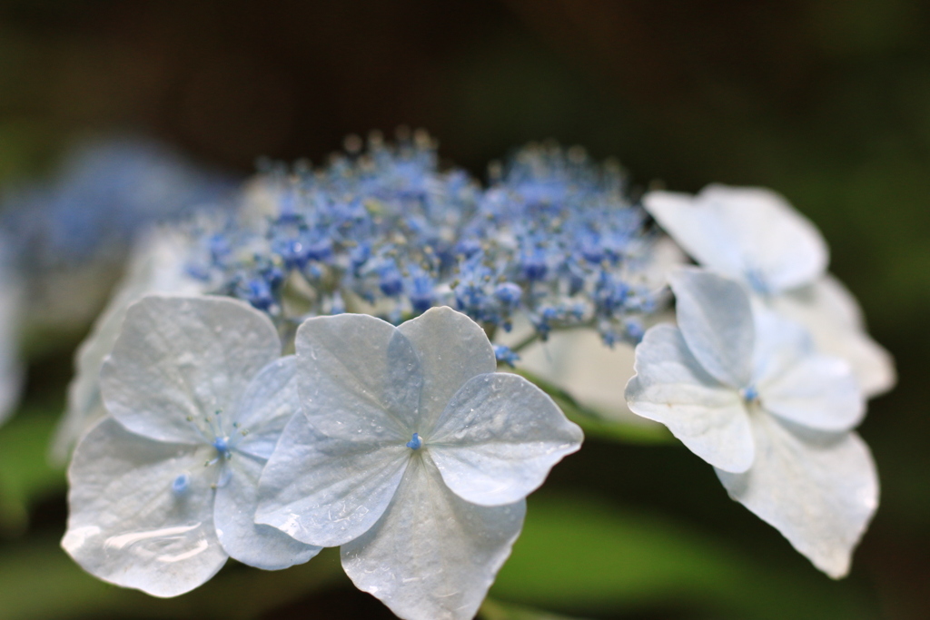 紫陽花