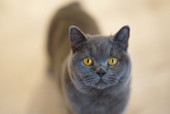 猫カフェにて