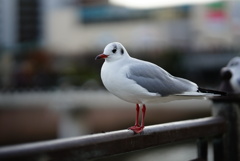 かわいいなぁ