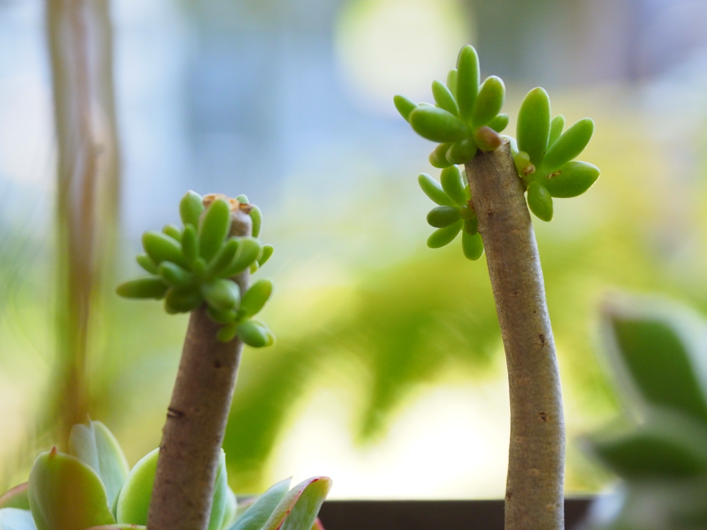 多肉植物の生命力