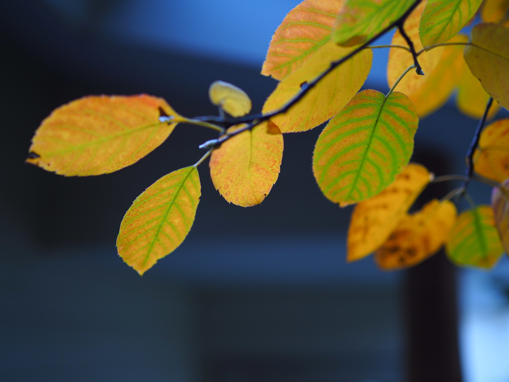 庭の紅葉