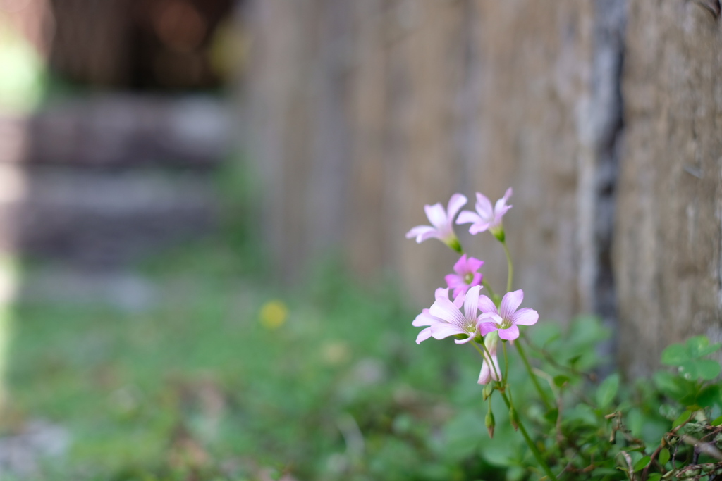 雑草だけどキレイな花