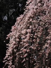 花滝