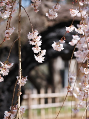 枝垂桜