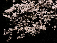屏風の桜