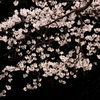 屏風の桜