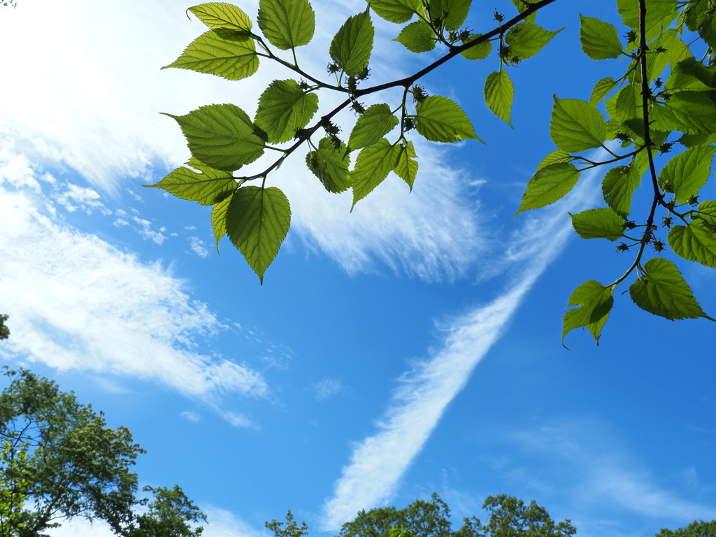 青い空