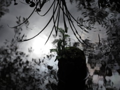雨上がり