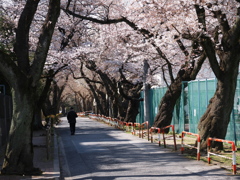 静かな桜並木