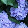 福井 足羽山の紫陽花