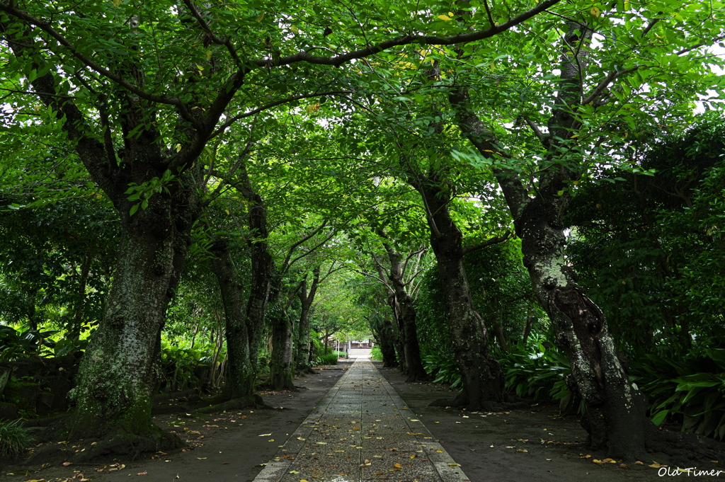 蝉の声渡る参道